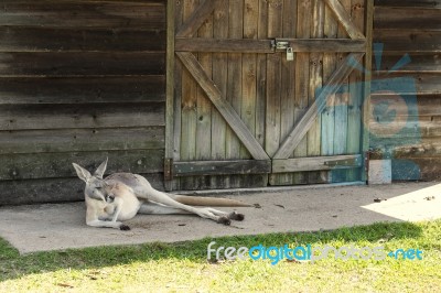 Kangaroo Outside Stock Photo