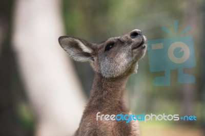 Kangaroo Outside Stock Photo