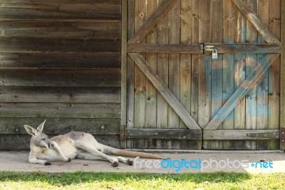 Kangaroo Outside Stock Photo