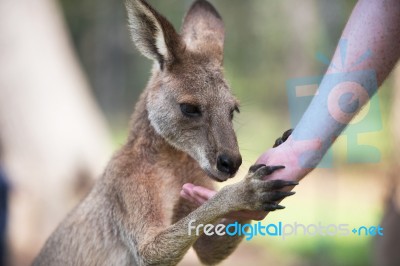 Kangaroo Outside Stock Photo