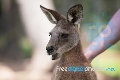 Kangaroo Outside Stock Photo