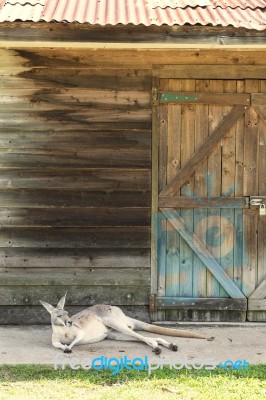 Kangaroo Outside Stock Photo