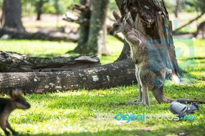 Kangaroo Outside Stock Photo