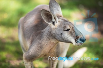 Kangaroo Outside Stock Photo