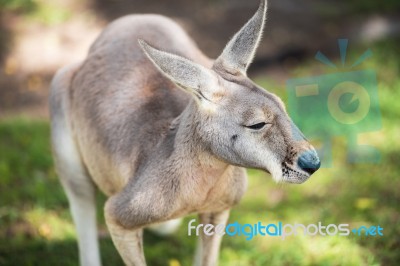 Kangaroo Outside Stock Photo