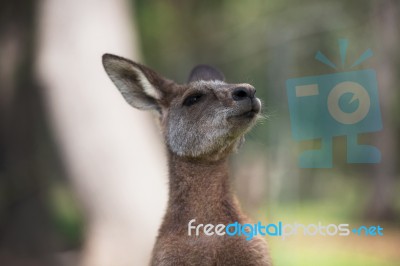 Kangaroo Outside Stock Photo