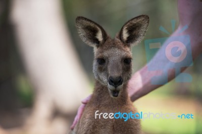 Kangaroo Outside Stock Photo