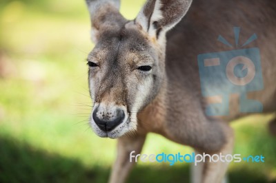 Kangaroo Outside Stock Photo