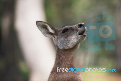 Kangaroo Outside Stock Photo