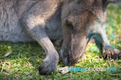 Kangaroo Outside Stock Photo