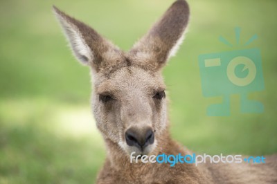 Kangaroo Outside Stock Photo