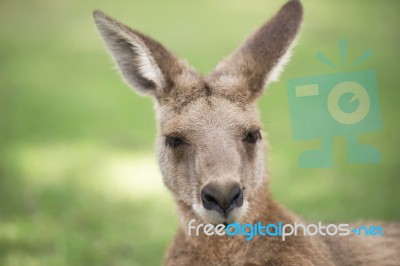 Kangaroo Outside Stock Photo