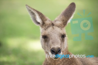 Kangaroo Outside Stock Photo