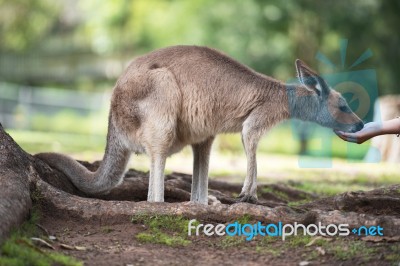 Kangaroo Outside Stock Photo