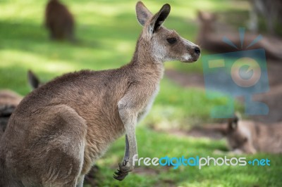 Kangaroo Outside Stock Photo