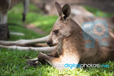 Kangaroo Outside Stock Photo