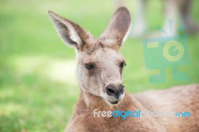 Kangaroo Outside Stock Photo