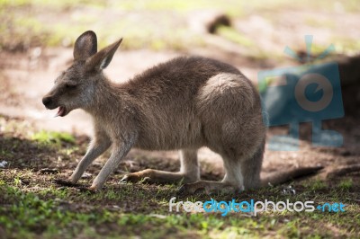 Kangaroo Outside Stock Photo