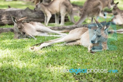 Kangaroo Outside Stock Photo