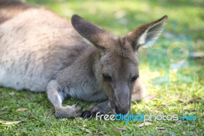 Kangaroo Outside Stock Photo