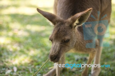 Kangaroo Outside Stock Photo