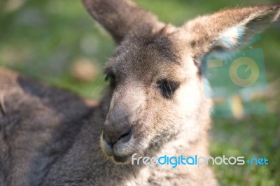 Kangaroo Outside Stock Photo