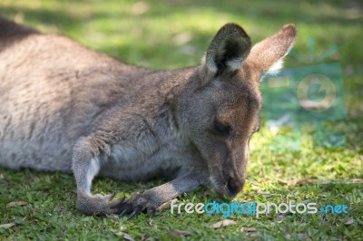 Kangaroo Outside Stock Photo