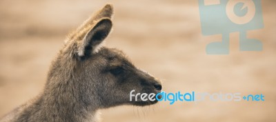 Kangaroo Outside Stock Photo