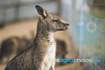 Kangaroo Outside Stock Photo