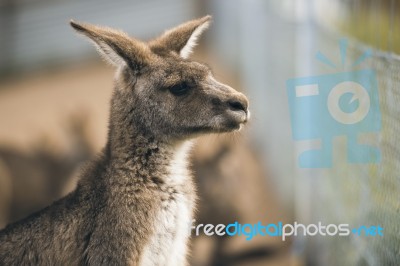 Kangaroo Outside Stock Photo