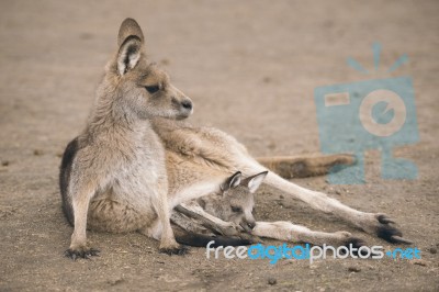 Kangaroo Outside Stock Photo