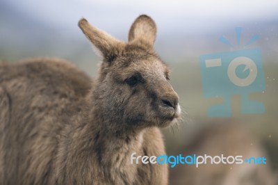 Kangaroo Outside Stock Photo