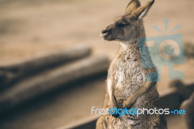 Kangaroo Outside Stock Photo