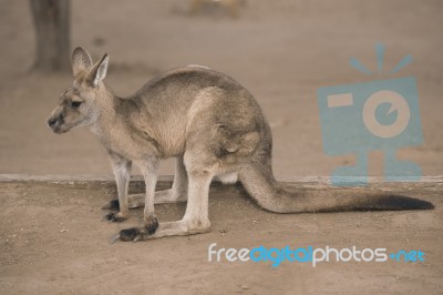 Kangaroo Outside Stock Photo