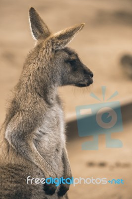 Kangaroo Outside Stock Photo