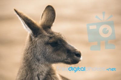 Kangaroo Outside Stock Photo