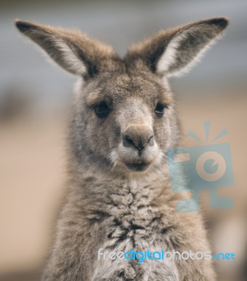 Kangaroo Outside Stock Photo