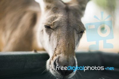 Kangaroo Outside During The Day Stock Photo