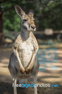 Kangaroo Outside During The Day Stock Photo