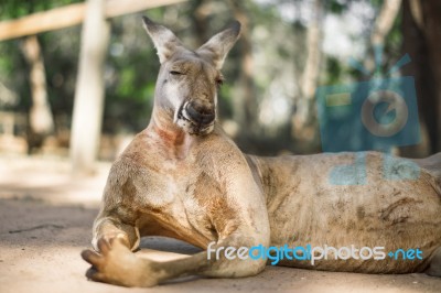 Kangaroo Outside During The Day Stock Photo