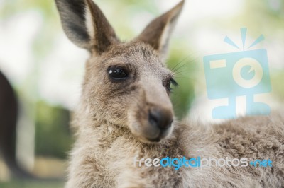 Kangaroo Outside During The Day Stock Photo