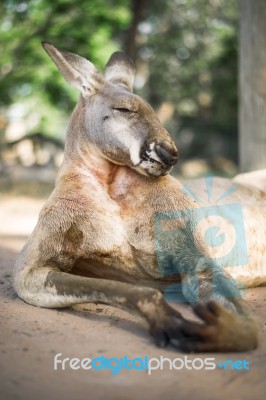 Kangaroo Outside During The Day Stock Photo