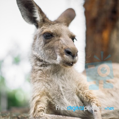 Kangaroo Outside During The Day Stock Photo