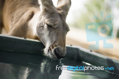 Kangaroo Outside During The Day Stock Photo