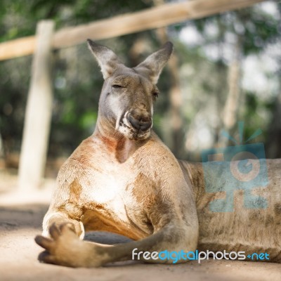 Kangaroo Outside During The Day Stock Photo