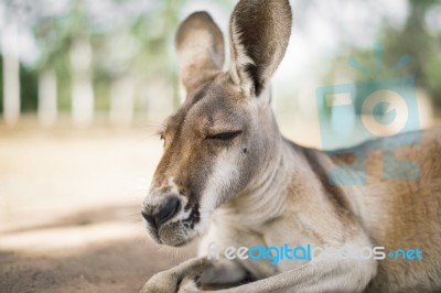 Kangaroo Outside During The Day Stock Photo