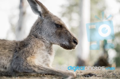 Kangaroo Outside During The Day Stock Photo