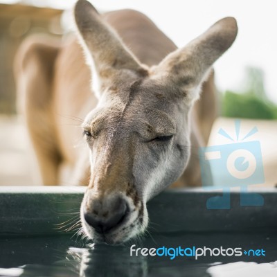 Kangaroo Outside During The Day Stock Photo