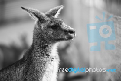 Kangaroo Outside During The Day Stock Photo