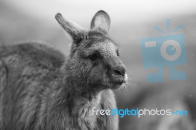 Kangaroo Outside During The Day Stock Photo